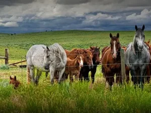 Horse & Livestock Grazing