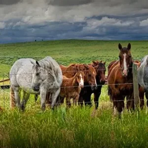 Horse & Livestock Grazing